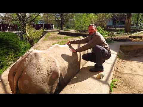 Видео: Белият носорог Чико в Софийския зоопарк