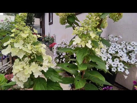 Видео: Что делать с саженцами  мет.гортензий🌿 ,купленными  в конце лета и осенью ❓САЖАТЬ‼а весной обрезать.