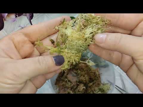 Видео: Мини-орхидеи #пересадка #orchid 