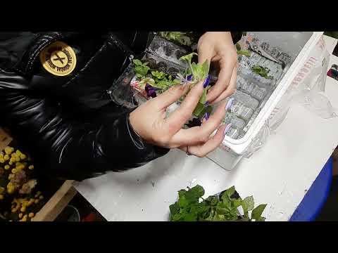 Видео: агрофирма "ВИОЛА " распаковка-что мне отправили?????