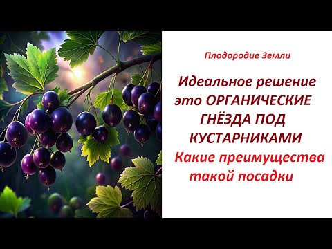 Видео: Растения с органикой, но без БАРМАТУХИ  №500/24
