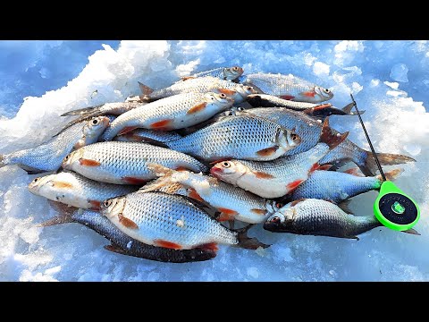 Видео: ВОТ ЭТО ПЛОТВА!  НАСЫПАЛ СУХАРЕЙ и ПОШЁЛ КЛЁВ. РЫБАЛКА на РУЗЕ в марте.