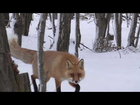 Видео: Два ВОРОНА и Рыжий Лис!.ХОЗЯИН ЛЕСА!