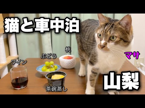 Видео: В конце лета мы с котом отправились в автокемпинг! Финальный эпизод