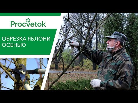 Видео: ОБРЕЗКА ЯБЛОНИ ОСЕНЬЮ. Мастер-класс по обрезке от дендролога
