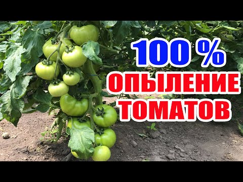 Видео: Опыление томатов в теплице ! 100 % завязь