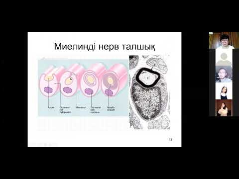 Видео: Гистология. Нерв талшықтары. М.Оспанов атындағы БҚМУ.