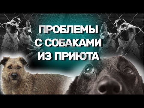 Видео: Проблемы с собаками из приюта