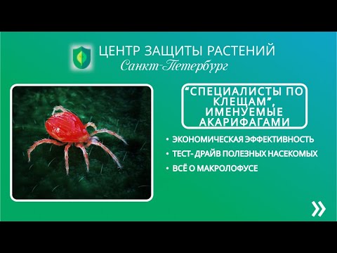 Видео: "Специалисты по клещам", именуемые акарифагами