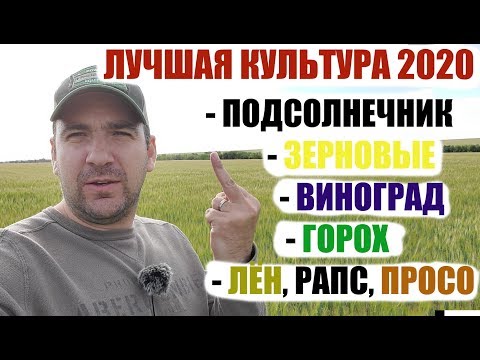 Видео: За месяц до уборки. Большой подробный обзор с умозаключениями.