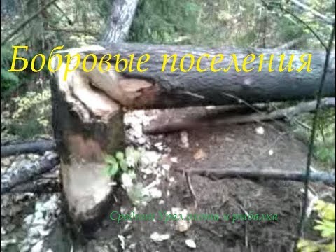 Видео: Подготовка к охоте на Бобра. Поиски Бобровых поселений. 2018г