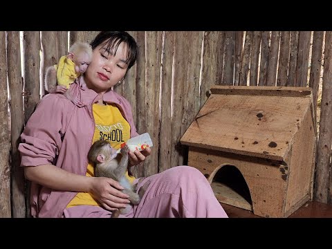 Видео: Обезьянка возвращается из зеленого леса, мне нужно о ней хорошо позаботиться. Мне жаль, Нхо