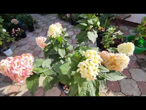 Видео: Метельчатые гортензии 11 октября 2023 г.