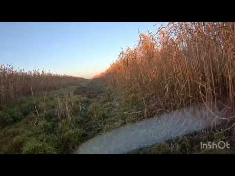 Видео: Гоняем шакала