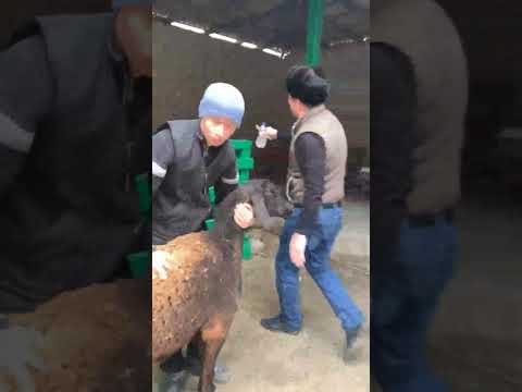 Видео: букиб колган куйди даволаш