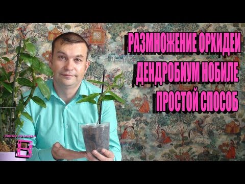 Видео: РАЗМНОЖЕНИЕ ОРХИДЕИ ДЕНДРОБИУМ НОБИЛЕ. САМЫЙ ПРОСТОЙ СПОСОБ. СОВМЕСТНЫЙ ПРОЕКТ С КАНАЛОМ ORHI.VED.A.