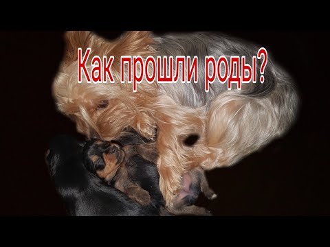 Видео: Роды йорка первые