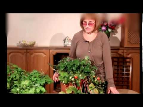 Видео: Земляника - Огород на подоконнике
