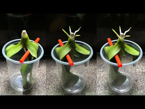 Видео: Всего 1 фрукт! Орхидея сразу же пускает корни и цветет круглый год