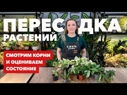 Видео: Пересадка новых комнатных растений и цветов » Май 2025