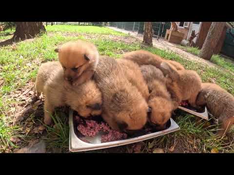 Видео: Как выкормить 10 щенков КАРЕЛО-ФИНСКОЙ ЛАЙКИ - 31-ЫЙ ДЕНЬ! :: How to FEED the cubs of FINNISH SPITZ?