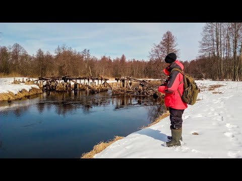 Видео: Тут ДИКИЕ щуки на ЛЕСНОЙ микро речке! Рыбалка на спиннинг в лесу 2022
