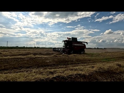 Видео: Началась тяжелая уборка, очень грузко на полях, убираем озимую рожь