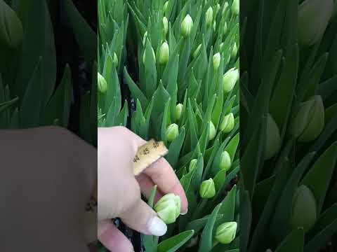 Видео: Обзор тюльпанов на 21 февраля. Рекомендации по выбору сортов тюльпанов