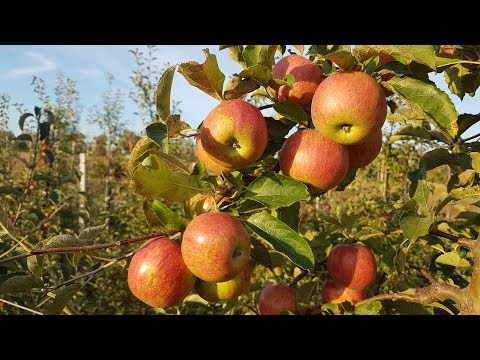 Видео: Jonagold Decost apple / Яблоко Джонаголд Декоста