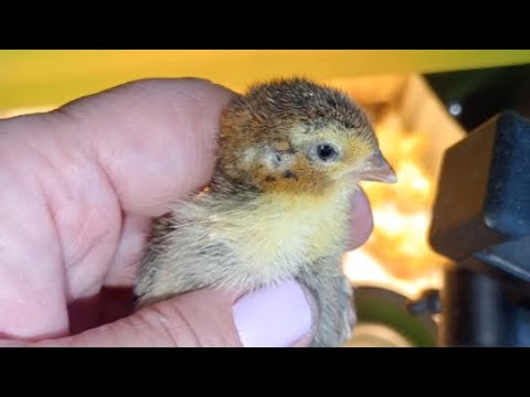 Видео: Перепелята в квартире в прямом эфире! 🤯🥰🐥🐣