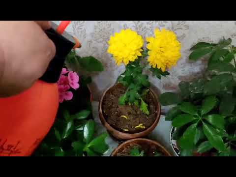 Видео: ГУЛЛАРГА ОЗУКАЛИ СУВ БЕРИШ