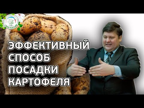 Видео: КАРТОФЕЛЯ БУДЕТ В 2 РАЗА БОЛЬШЕ ЕСЛИ ПОСАДИТЕ ТАКИМ СПОСОБОМ. Как посадить картофель.