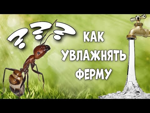 Видео: Как увлажнять муравьиную ферму?