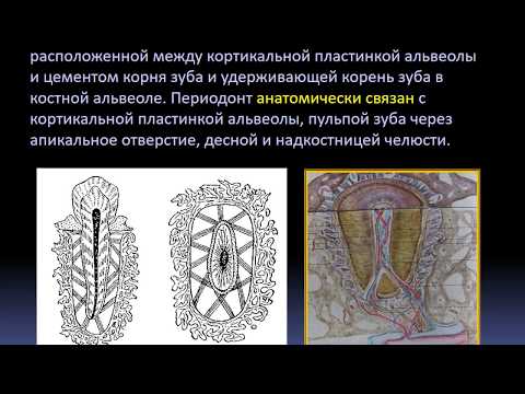 Видео: ЛЕКЦИЯ. ПЕРИОДОНТИТ ВРЕМЕННЫХ И ПОСТОЯННЫХ ЗУБОВ. МГМСУ им. А.И.ЕВДОКИМОВА