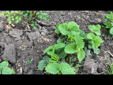 Видео: Готую полуницю до цвітіння .