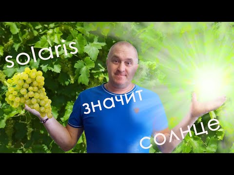 Видео: Солярис значит Солнце. Описание технического винограда.