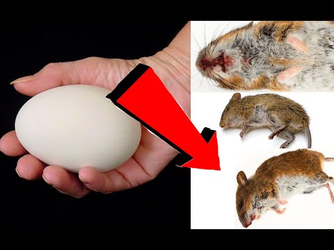 Видео: Как избавиться от мышей За 3 Минуточки!