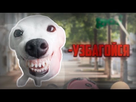 Видео: Тупые собачники. Как воспитать у6людк@