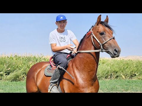 Видео: Ат болсо УШУНЧАЛЫК БОЛОТ 🔥ЗАКАДАН ЧЫКТЫ ⭐️22 августа 2025 г.