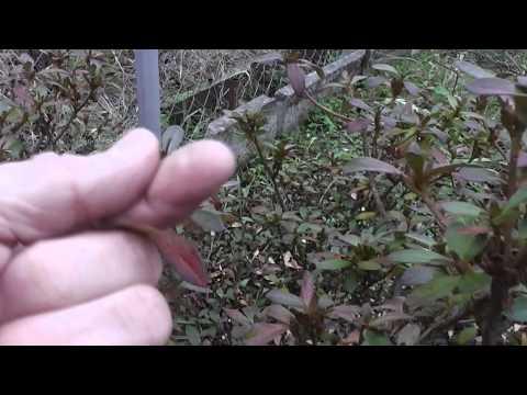 Видео: Собираем семена рододендронов в 2012г.