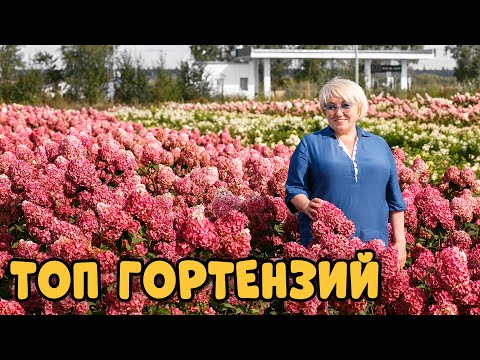 Видео: Эти гортензии вызывают только восторг! Лучшие сорта метельчатых гортензий