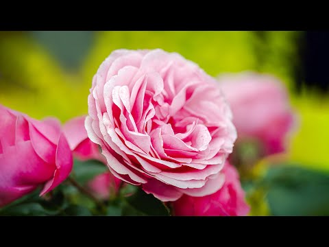 Видео: Мистерията на Българската Роза!