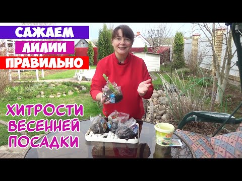 Видео: Как ПРАВИЛЬНО посадить лилии весной! Как из 1-ой луковицы получить огромный куст лилий?