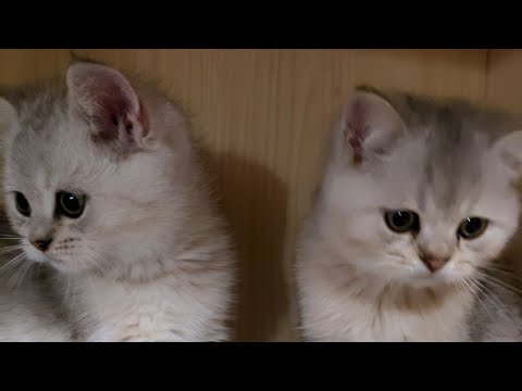 Видео: Красавчик британский котик .