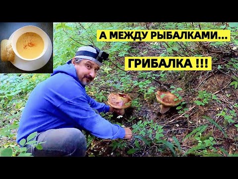 Видео: СБОР ГРИБОВ В США. ВКУСНЕЙШИЙ ФРАНЦУЗСКИЙ СУП ИЗ БЕЛЫХ ЛИСИЧЕК! РЕЦЕПТ СУПА. БЕЛЫЕ ГРИБЫ И ЛИСИЧКИ.