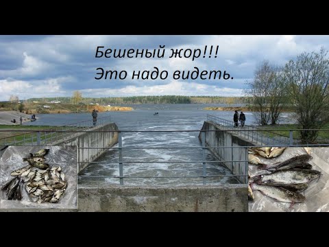 Видео: НЕ ожидал такого клева. АТОМНАЯ ЭЛЕКРТОСТАНЦИЯ снова раздает.