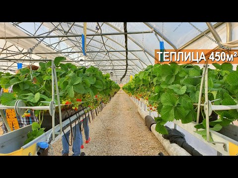 Видео: Современная фермерская теплица. Земляника садовая в защищенном грунте. Тульская Ягодная Компания.