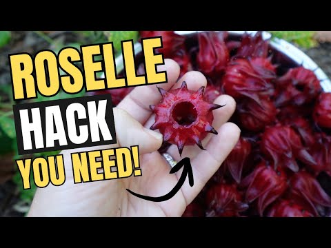 Видео: САМЫЙ ПРОСТОЙ СПОСОБ СОБРАТЬ РОЗЕЛЛЮ | Больше никаких болей в пальцах!