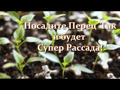 Видео: Секреты про Перец ! Посев Перца на Рассаду Быстро и БЕЗ Заморочек