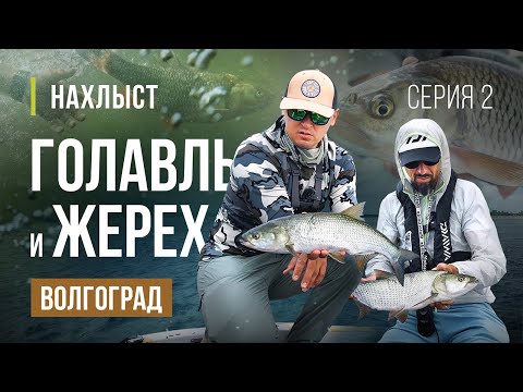 Видео: ВОЛГОГРАД ловля ЖЕРЕХА и ГОЛАВЛЯ нахлыстом. Андрей Старков, мушки для этой акватории. Серия 2